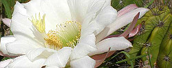 Cuidados de la planta Echinopsis candicans o Manca caballos.