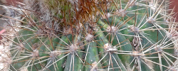 Care of the plant Echinopsis huascha or Red Torch Cactus.