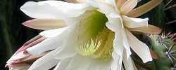 Cuidados de la planta Echinopsis peruviana o Antorcha peruana.