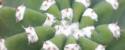 Cuidados de la planta Echinopsis subdenudata o Cactus lirio de Pascua.