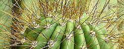Care of the plant Echinopsis tarijensis or Poco.