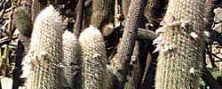 Cuidados de la planta Espostoa lanata o Cactus lanudo.