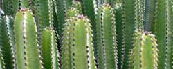 Cuidados de la planta cactiforme Euphorbia canariensis, Cardón o Cordones.