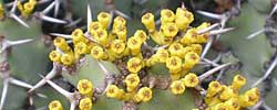 Cuidados de la planta cactiforme Euphorbia coerulescens o Noor dulce.