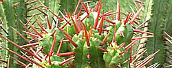 Care of the succulent plant Euphorbia enopla or Pincushion Euphorbia.