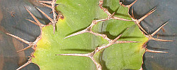 Care of the succulent plant Euphorbia grandicornis or Cow's Horn.