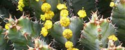 Cuidados de la planta cactiforme Euphorbia resinifera o Cardón resinoso.
