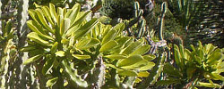 Cuidados de la planta Euphorbia royleana o Euforbia de Royle.