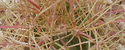 Care of the cactus Ferocactus cylindraceus or California barrel cactus.