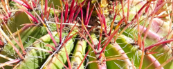 Care of the plant Ferocactus emoryi or Emory's barrel cactus.