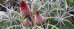 Care of the plant Ferocactus flavovirens or Echinocactus flavovirens.