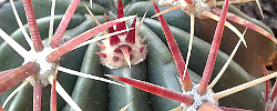 Care of the plant Ferocactus latispinus or Devil's Tongue Barrel.
