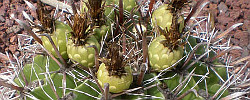Care of the plant Ferocactus peninsulae or Barrel Cactus.