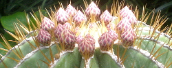 Cuidados del cactus Ferocactus schwarzii o Biznaga barril bacubirita.