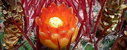 Care of the cactus Ferocactus wislizenii or Arizona Barrel Cactus.