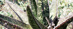 Care of the succulent plant Gasteria carinata or Bredasdorp gasteria.