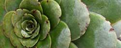 Care of the succulent plant Greenovia or Rose Succulent.