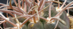 Care of the cactus Gymnocalycium spegazzinii o Echinocactus loricatus.