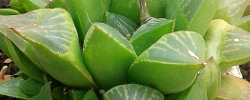 Care of the succulent plant Haworthia retusa or Star Cactus.