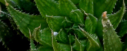 Cuidados de la planta suculenta Haworthia variegata o Hawortia variegada.
