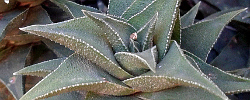 Care of the succulent plant Haworthia viscosa or Haworthiopsis viscosa.