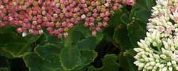 Cuidados de la planta suculenta Hylotelephium maximum, Balsamina o Col podrida.