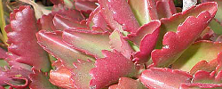 Care of the plant Kalanchoe longiflora or Tugela cliff-kalanchoe.
