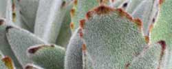 Care of the succulent plant Kalanchoe tomentosa or Panda plant.