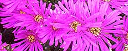 Care of the succulent plant Lampranthus multiradiatus or Red vygie.