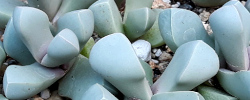 Cuidados de la planta suculenta Lapidaria margaretae o Mesembryanthemum margaretae.