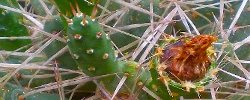 Care of the plant Maihueniopsis glomerata or Copana cactus.