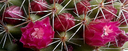 Care of the cactus Mammillaria backebergiana or Mammillaria fertilis.