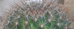 Care of the cactus Mammillaria discolor or Cactus discolor.