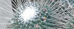 Cuidados del cactus Mammillaria geminispina o Mamilaria de espina doble.