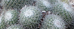 Care of the plant Mammillaria haageana or Mexican Pincushion Cactus.