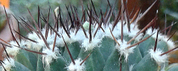 Care of the plant Mammillaria karwinskiana or Cactus karwinskianus.