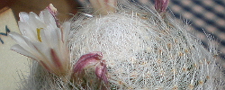 Cuidados de la planta Mammillaria lenta o Cabeza blanca.
