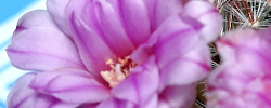 Cuidados de la planta Mammillaria longiflora o Biznaga de flor grande.