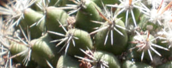 Care of the plant Mammillaria petterssonii or Apozol cactus.
