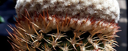 Care of the plant Melocactus schatzlii or Melocactus pescaderensis.