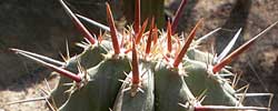 Cuidados de la planta Myrtillocactus geometrizans o Garambullo.