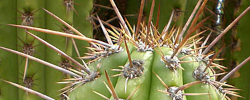 Care of the plant Neobuxbaumia euphorbioides or Carnegiea euphorbioides.