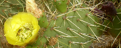 Care of the plant Opuntia engelmannii or Cactus Apple.
