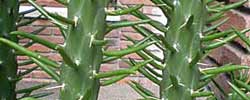 Care of the cactus Opuntia subulata or Eve's Needle Cactus.