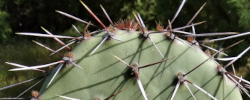 Cuidados del cactus Opuntia valida o Nopal de San Antonio.
