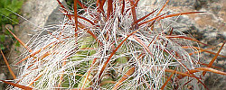 Cuidados del cactus Oreocereus celsianus o Oreocereus fossulatus.