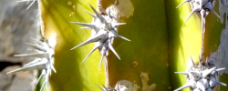 Cuidados de la planta Pachycereus pecten-aboriginum o Etcho.