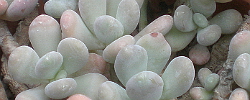 Care of the plant Pachyphytum oviferum or Moonstones.