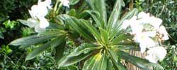 Care of the succulent plant Pachypodium lamerei or Madagascar palm.