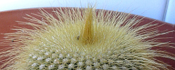 Care of the plant Parodia leninghausii or Yellow Tower cactus.